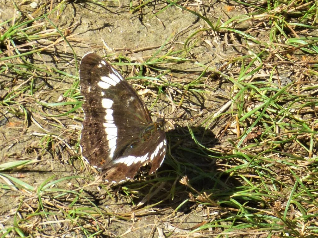 Limenitis camilla